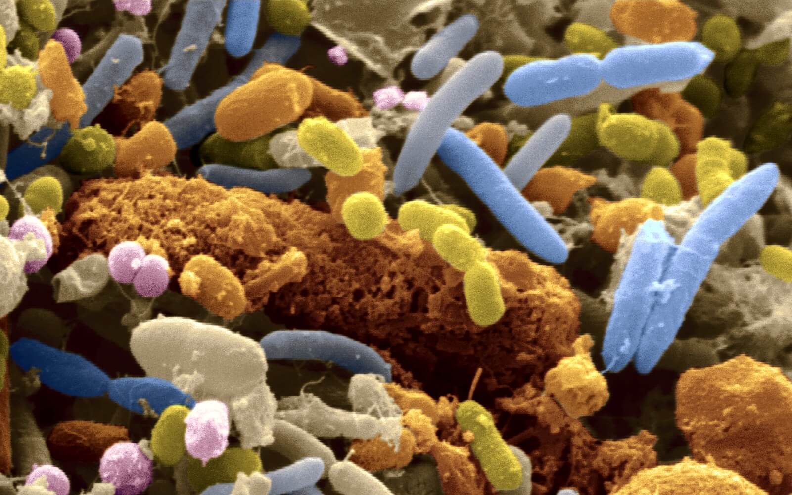 бактерии