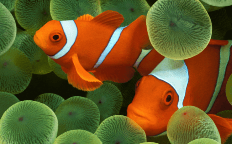 Новые обои — iOS 16. Рыба-клоун — это обои из самой первой версии iPhoneOS. Фото.