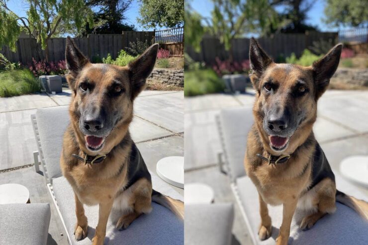 Посмотрите, как украшает портретный режим даже фотографии животных. Фото.