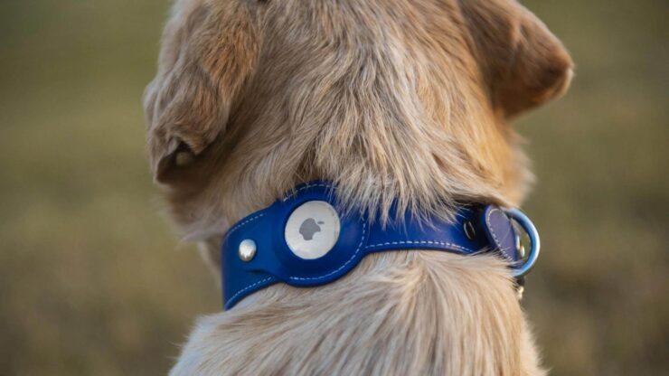 Поиск домашних животных. Просто подберите нужный ошейник, и вы всегда легко найдете вашего питомца. Поиск домашних животных. Просто подберите нужный ошейник, и вы всегда легко найдете вашего питомца. Фото.