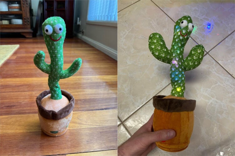 Dancing cactus - buy.  This cactus can be presented even to a child.  A photo.