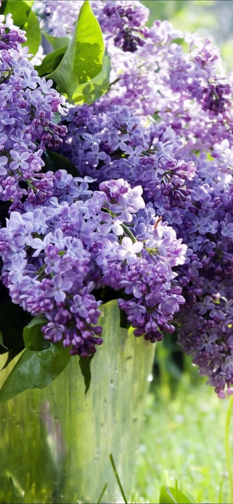 Красивые весенние обои на телефон. Скачать обои с сиренью. Фото.