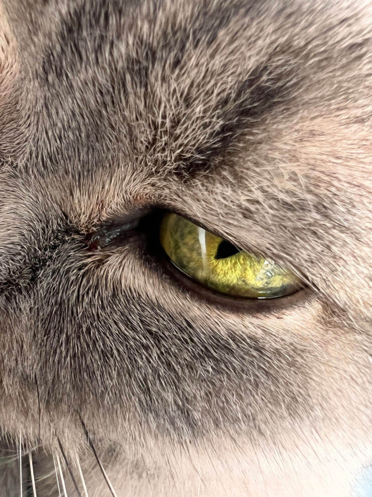 Как снимать Макро на Айфон. Ловить фокус на животных сложнее всего. Фото.