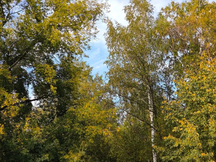 Как снимает Xiaomi 13T Pro. При двукратном зуме качество не портится. Фото.