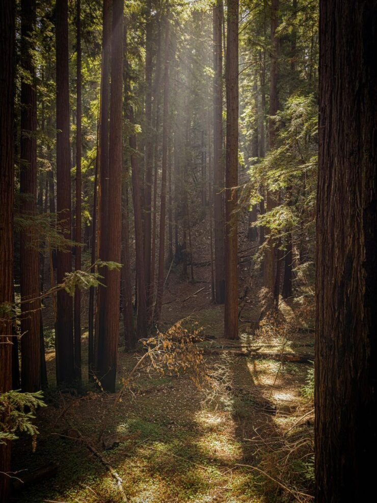 Как снимает iPhone 15 Pro Max. Фото в лесу получилось очень атмосферным. Источник: lux.camera. Фото.