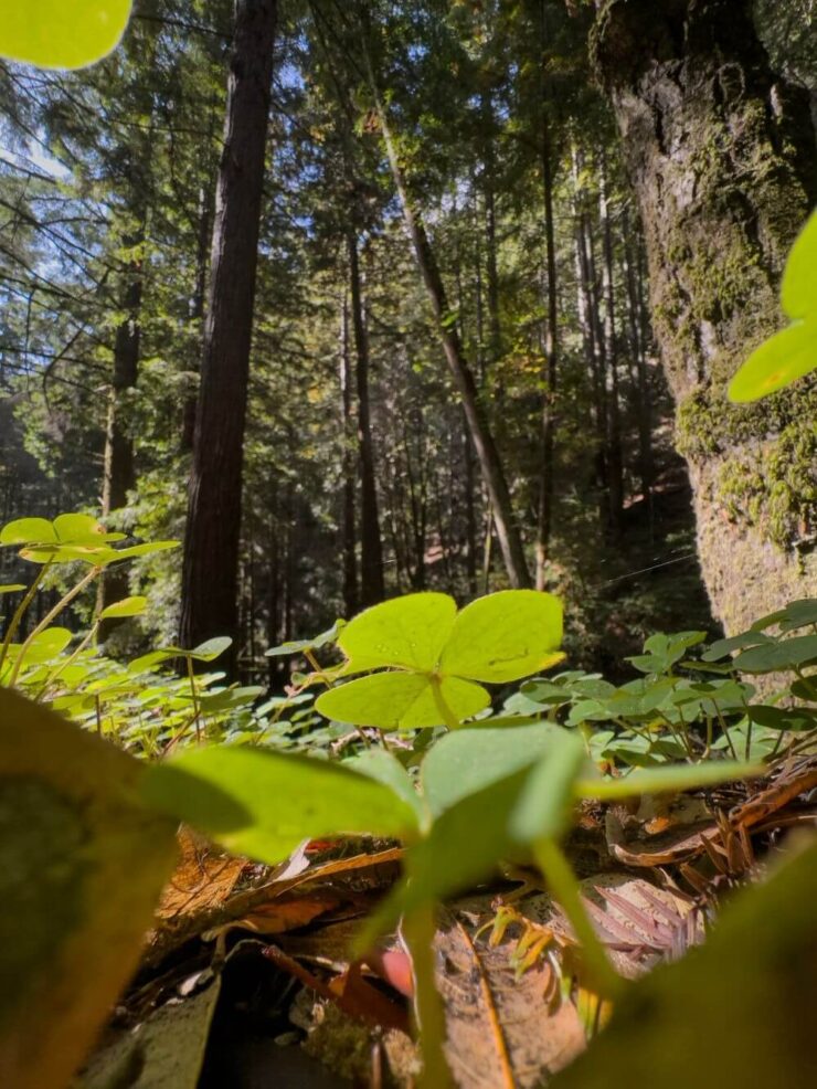 Широкоугольная камера в Айфоне 15 Про Макс. При дневном свете для суперширика в iPhone 15 Pro Max вообще не возникает никаких проблем. Источник: lux.camera. Фото.
