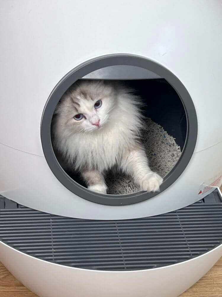 Самоочищающийся туалет для кошек. Ощущение, что вы запускаете кота в космос. Самоочищающийся туалет для кошек. Ощущение, что вы запускаете кота в космос. Фото.