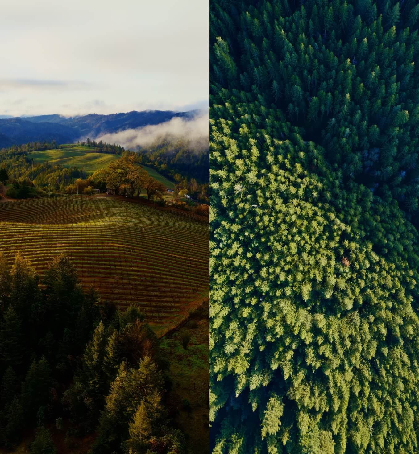 Бесплатные обои на Айфон. Даже лес и поле выглядит круто. Фото.