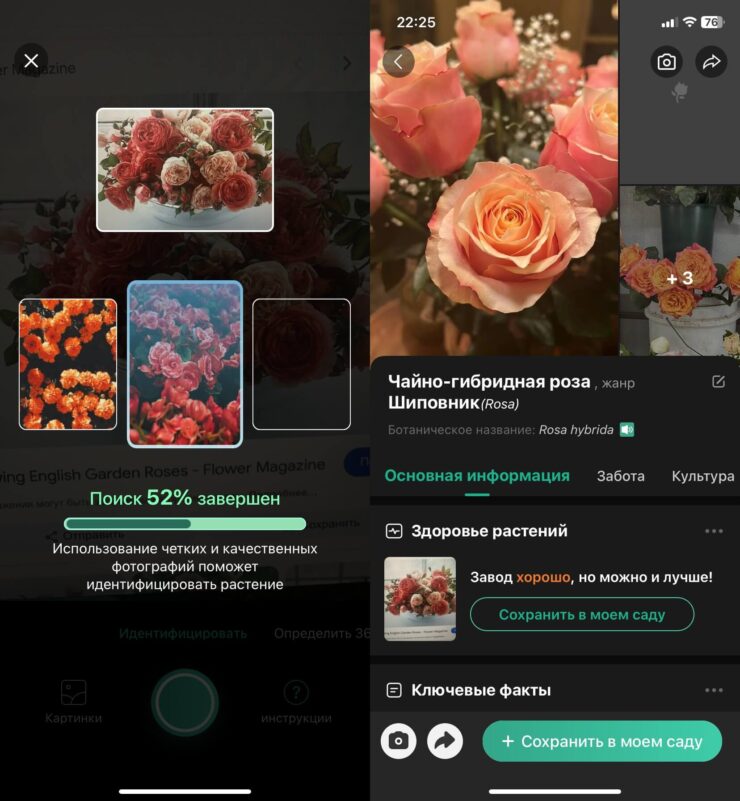 «PictureThis: цветы и деревья» — какое это растение. Теперь определить, что за растение перед вами можно без каких-либо проблем. Фото.