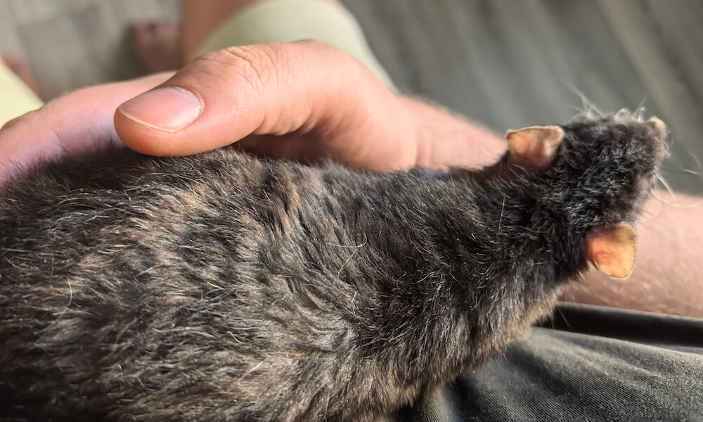 Сравнение Huawei Pura 70 и iPhone 15 Plus. Знакомьтесь, это Йося. Фото.