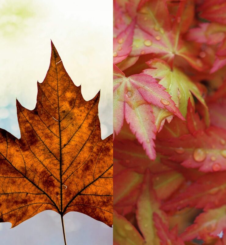 Осенние обои на телефон. Классные листики для любителей минимализма. Изображения: akspic.ru. Фото.