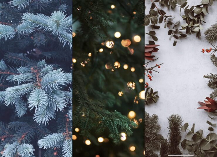 Зимние обои на рабочий стол. Действительно, зимнее красивое дерево. Изображение: wallpapercave.com. Фото.