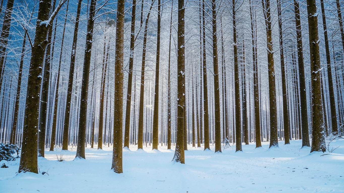 Нейросеть рисует по словам. У Кандинского получился зимний лес, получился максимально простым. Фото.