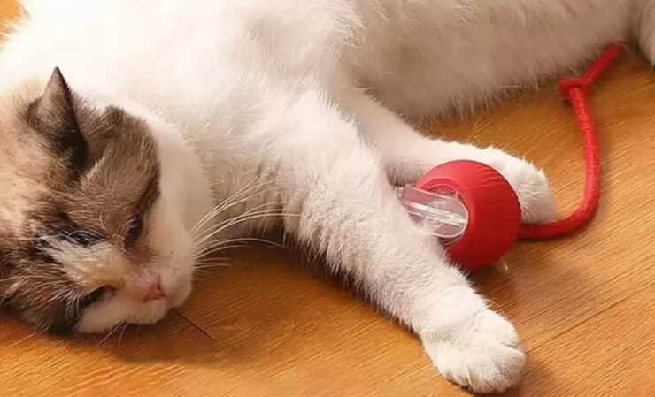 Интерактивная игрушка для кошек. Позвольте коту вымотаться самому. Фото.