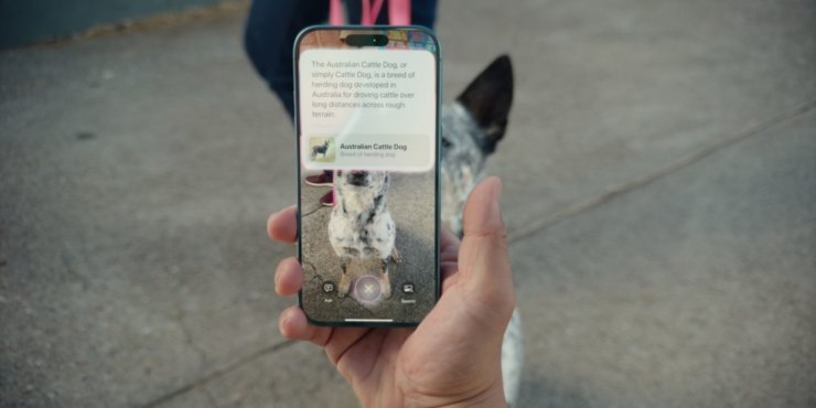 Visual Intelligence на iPhone. Можете легко распознавать животных. Изображение: 9to5mac.com. Visual Intelligence на iPhone. Можете легко распознавать животных. Изображение: 9to5mac.com. Фото.