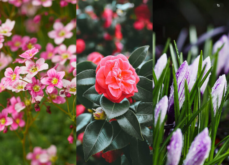 Обои на телефон с цветами. Немного цветов никому не повредит. Изображение: wallpaperscraft.ru. Фото.