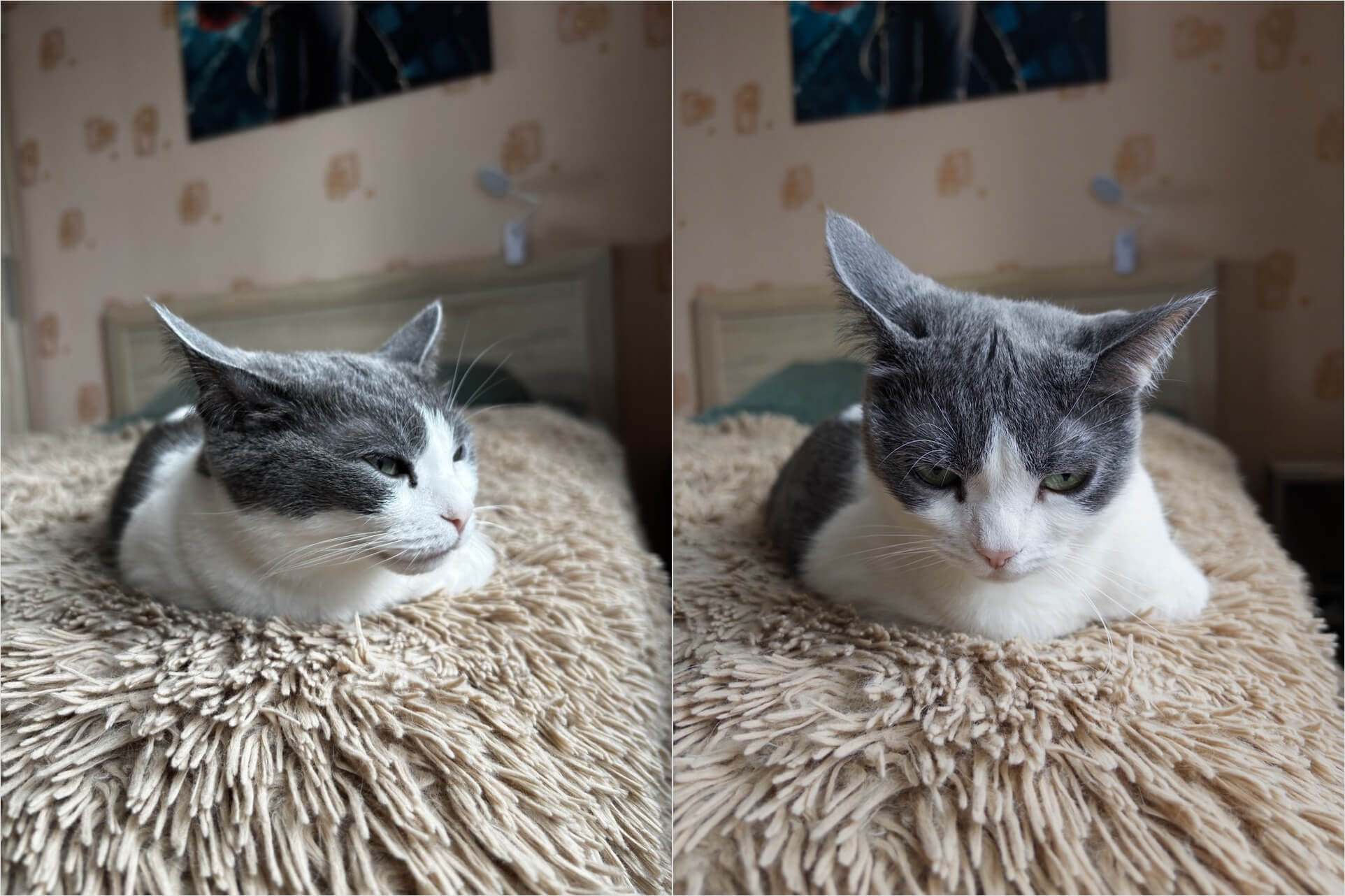 Как Adobe Indigo прокачивает фотосъёмку на iPhone и добавляет крутые настройки, которых нет в обычной камере. Цвет шерсти, детализация — Adobe Indigo фоткает лучше обычной камеры iPhone по всем параметрам (справа). Фото.