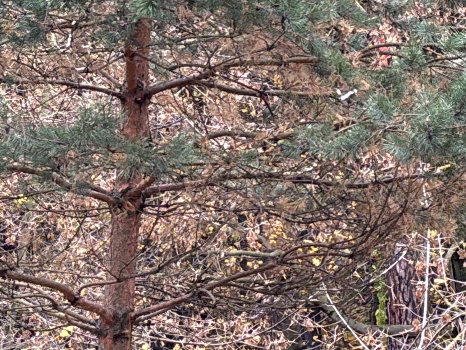 Как снимает iPhone Air. 50x. Как снимает iPhone Air. 50x. Фото.