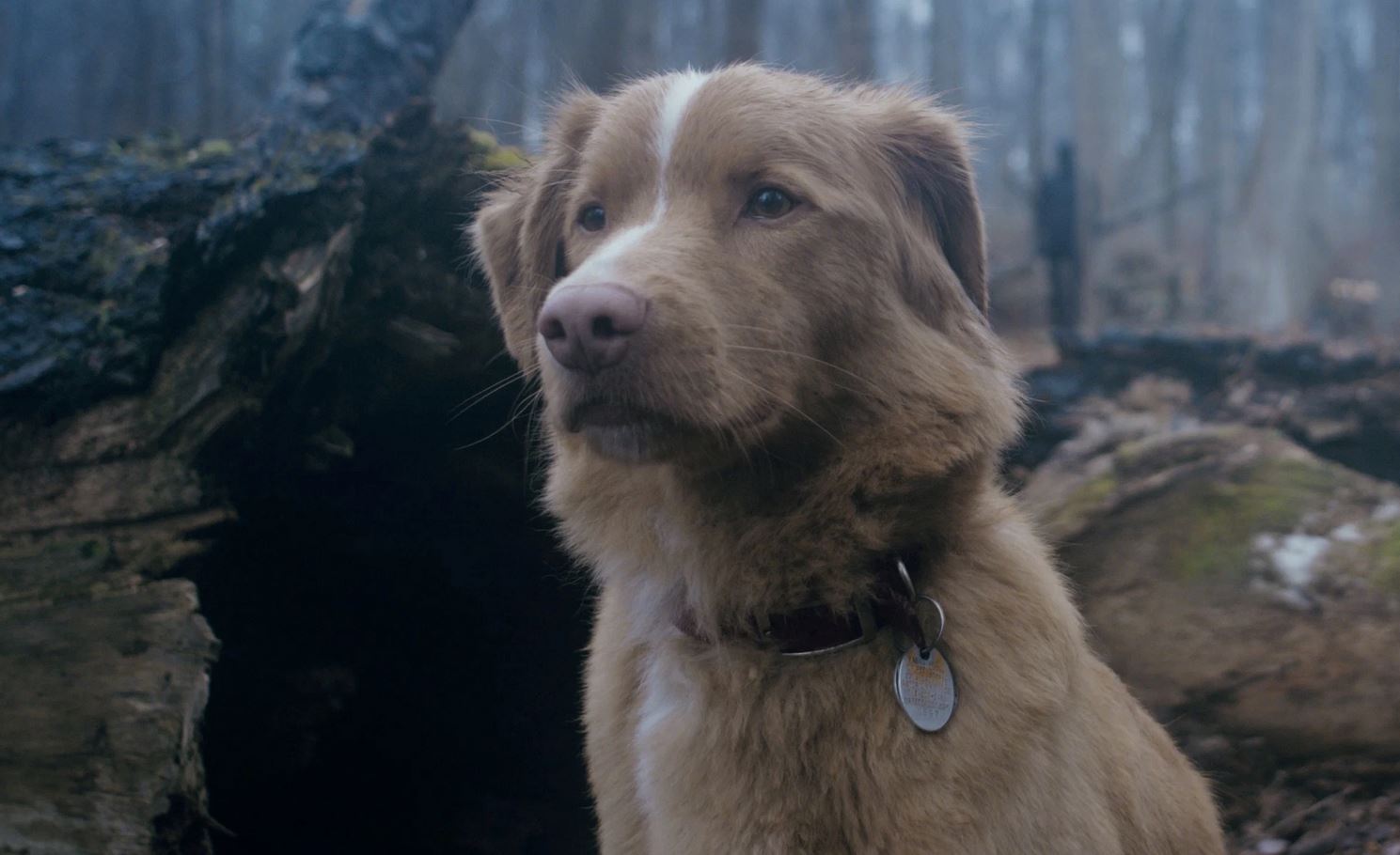 Глазами пса. Отличный триллер с псом в главной роли — такое пропускать нельзя! Фото: rbc.ru. Глазами пса. Отличный триллер с псом в главной роли — такое пропускать нельзя! Фото: rbc.ru. Фото.