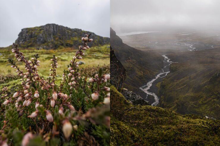 Как делать на айфон профессиональные фотографии. Слева макро, справа снимок с оптическим приближением. Изображение: lux.camera. Фото.