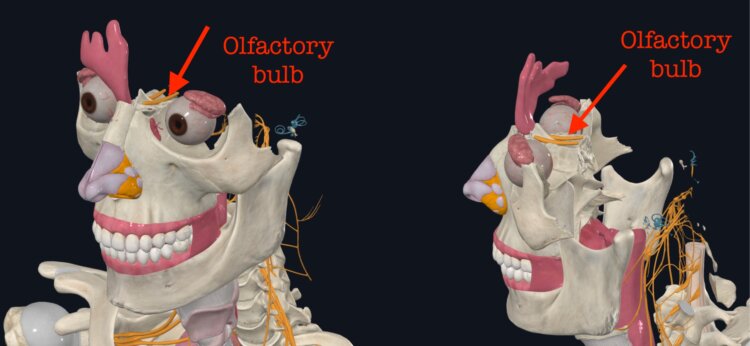 Как запах можно будет передать по блютузу. То место, на которое нужно воздействовать для генерации запаха. Изображение: writetobrain.com. Фото.