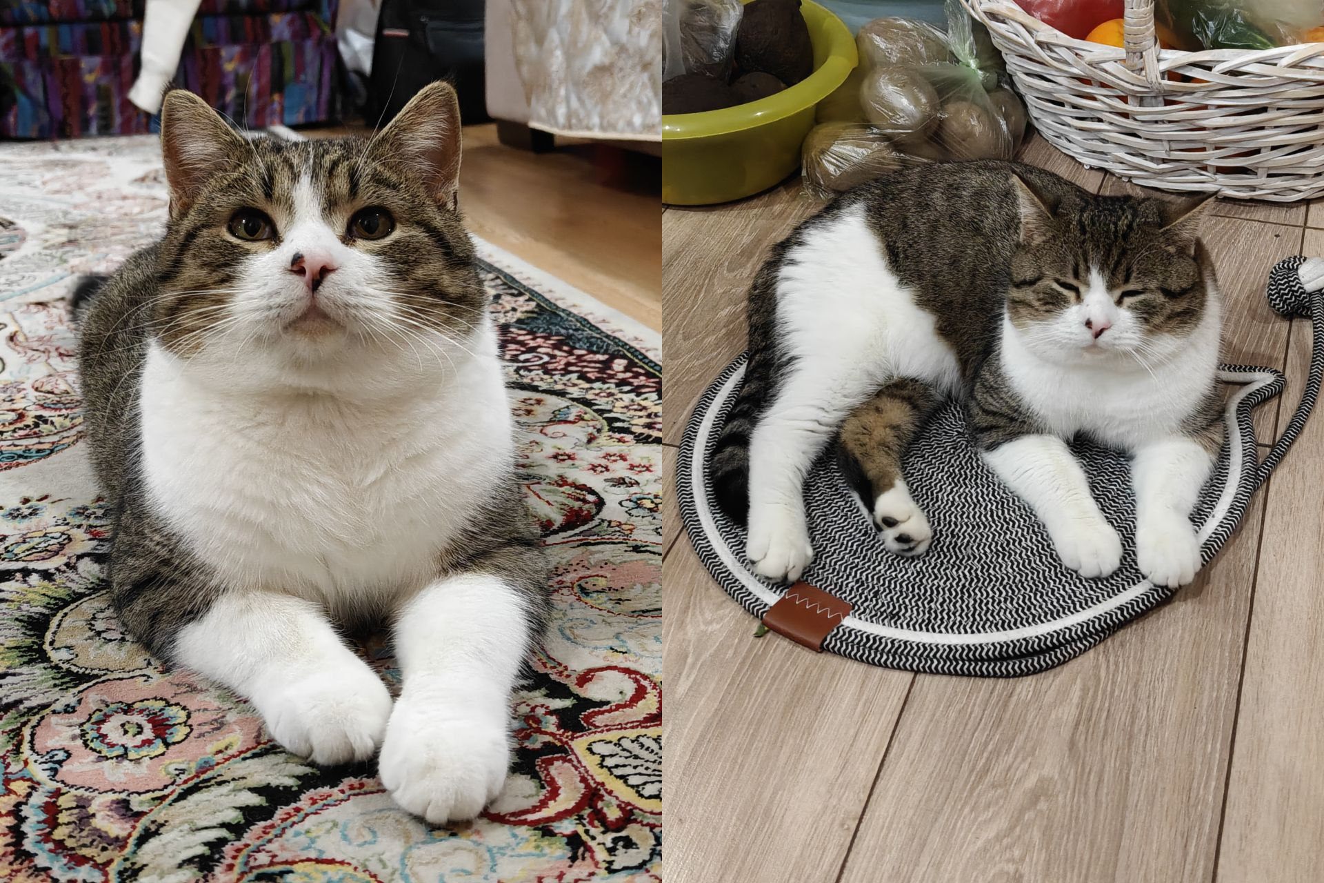 Какая камера у Айфон 15. С животными при хорошем освещении OnePlus (оба снимка) справляется хорошо. Фото.