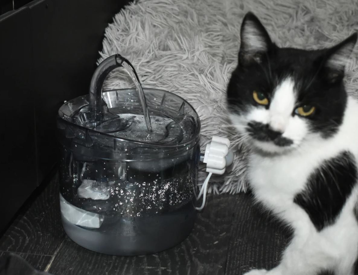 Автоматическая поилка для кошек. С поилкой для кошек вы можете быть спокойны за своего питомца. Фото.