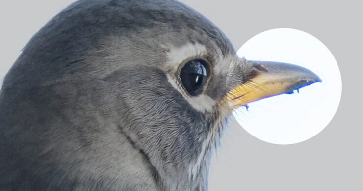 Блики на фото с айфона — откуда берутся. Фиолетовая каёмка вокруг силуэтов — та самая хроматическая аберрация. Современные iPhone справляются с ней неплохо, но полностью победить физику пока невозможно. Изображение: petapixel.com. Фото.