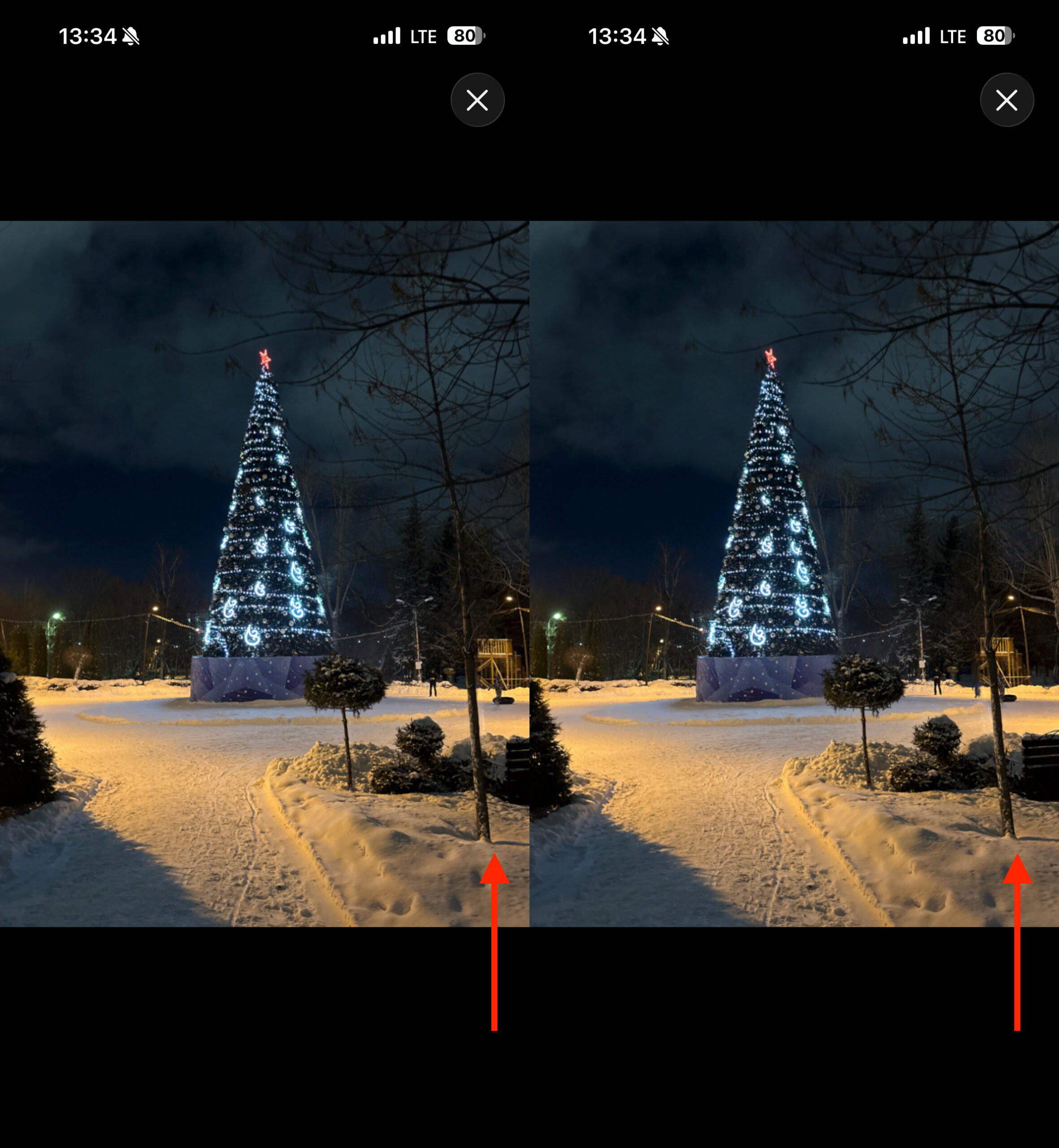 Что такое Пространственные сцены на iPhone. По дереву видно, как смещается задний план в зависимости от наклона смартфона. Фото.